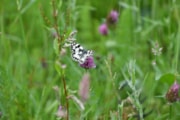 TfL Image - Marbled White Butterfly: TfL Image - Marbled White Butterfly