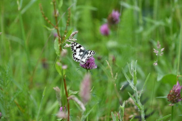 TfL Image - Marbled White Butterfly