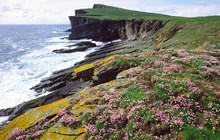 Isle of Noss, Shetland - credit Lorne Gill-SNH