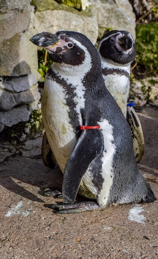 Penguin at Sewerby Hall and Gardens zoo set to reach her 30th birthday – is Rosie the oldest penguin in the country?: 88175301 2577303755850605 9174535235042279424 n (1)