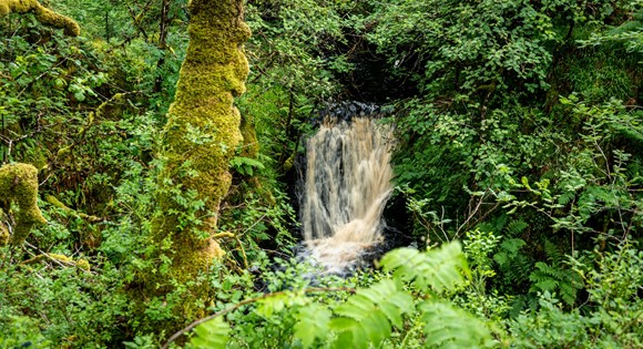 Action to support Scotland’s rainforest: Barnaline - Scotland's Rainforest