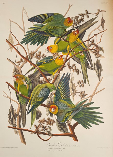 Print depicting Carolina Parrots from Birds of America, by John James Audubon. Image © National Museums Scotland-2