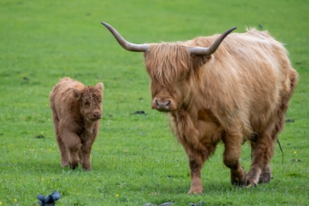 Highland calves at the National Museum of Rural Life. Photo © Chris James  (3)