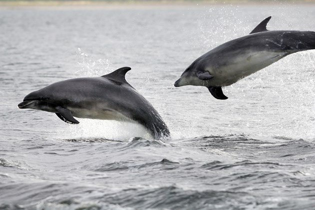 Dolphins in the Moray Firth: Please credit Lorne Gill/Scottish Natural Heritage