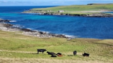 Croft at Bressay with cattle wearing virtual fence collars (c) Nathalie Pion: Croft at Bressay with cattle wearing virtual fence collars (c) Nathalie Pion