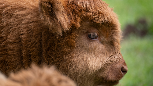 Highland calves at the National Museum of Rural Life