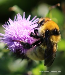 Species on the Edge Images Bee