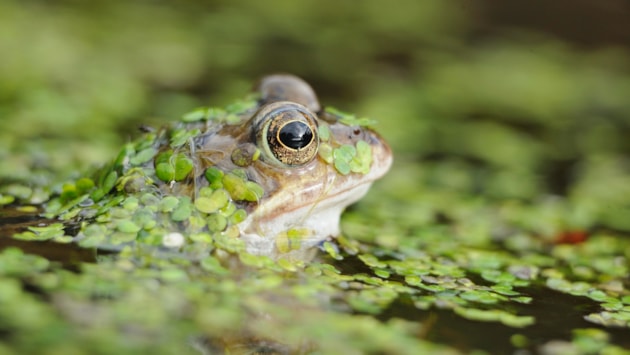 Frogs flourish in urban ‘SuDS’ ponds: Common frog head out of water