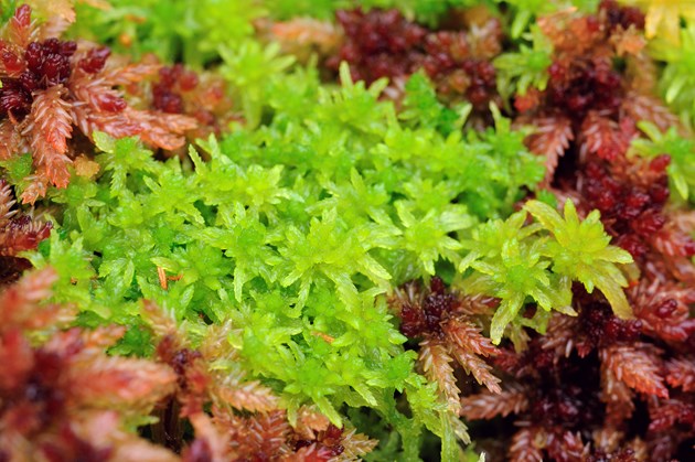 Sphagnum Moss, Flanders Moss NNR ©Lorne Gill-NatureScot