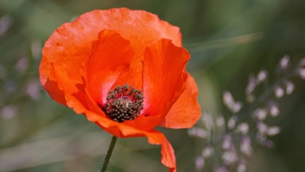poppy