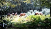 Ponies at Hindhead2 National Trust Kat Milsom 1-2: Ponies at Hindhead2 National Trust Kat Milsom 1-2