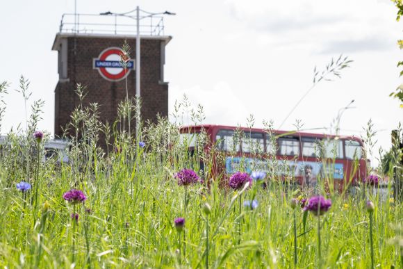 TfL publishes new Green Infrastructure and Biodiversity Plan to further support creating a greener city: TfL Image - Wildflower verges in Redbridge