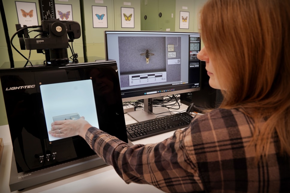 DiSSCo first specimen hoverfly digitisation with curator Ashleigh Whiffin  at the National Museums Collection Centre credit Stewart Attwood