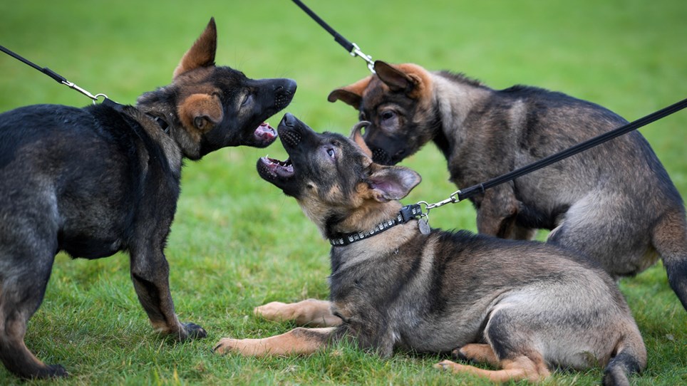 Puppy-training - Hero Image