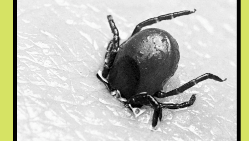 Campaign Resources - Lyme Disease