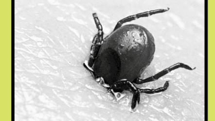 Campaign Resources - Lyme Disease