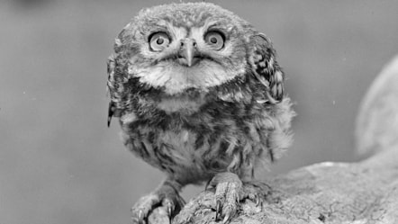 A Little Owl photographed  in Merthyr Mawr, Bridgend.