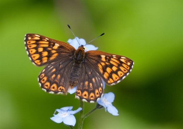 Oxford to London Marylebone rail link guards wildlife habitats and protected species: Duke of Burgundy (upperwing)