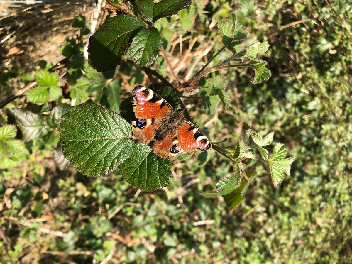 butterfly 