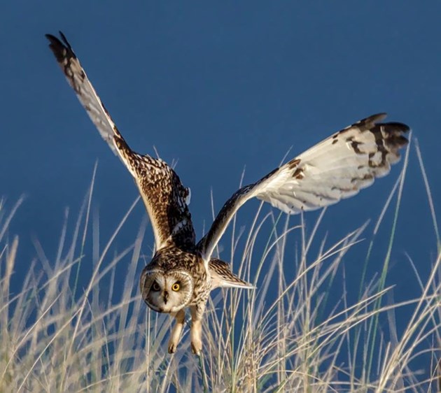 Short-eared owl about to dive on prey - copyright Ron Macdonald