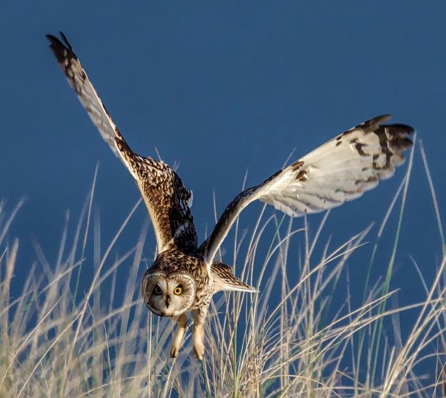 Owls put on dramatic show at North East beauty spot: Short-eared owl about to dive on prey - copyright Ron Macdonald