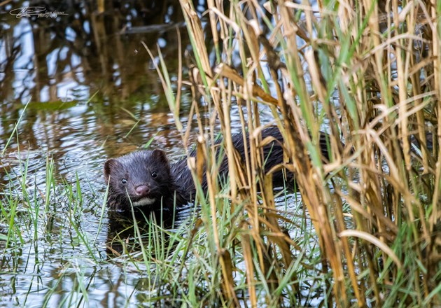 Could you help stop mink in their tracks?: Mink ©Liam Skinner