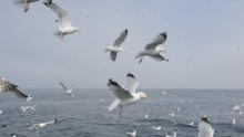 Herring gulls (Larus argentatus). ©Lorne Gill/NatureScot: Herring gulls (Larus argentatus). ©Lorne Gill/NatureScot