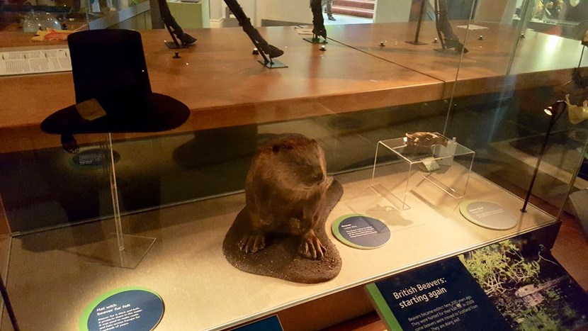 Object of the week- Eurasian beaver: img-3986.jpg