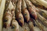 Fish processing pledge: Marine-fisheries-box of fish-box