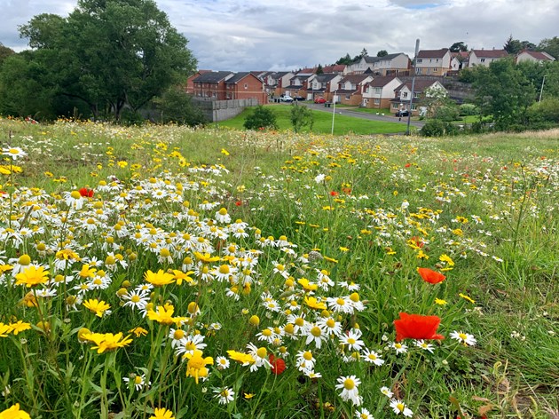 Fernbrae Meadows, South Lanarkshire - a derelict golf course transformed into a public greenspace. Credit NatureScot