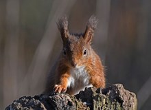 Red Squirrel ©Steve Buckland