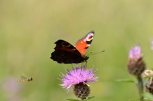 Flying hoverfly and a peacock butterfly feeding on a knapweed flower head. ©Lorne Gill/NatureScot