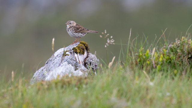 Meadow Pipit on Cadar Idris - Ben Porter