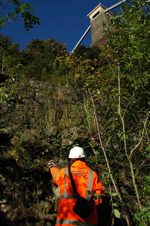 Rare plants at Avon Gorge get a chance to bloom