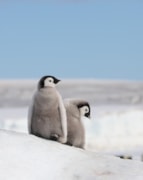 A pair of emperor penguin chicks Peter Fretwell, BAS: A pair of emperor penguin chicks Peter Fretwell, BAS