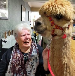 The residents met the llama