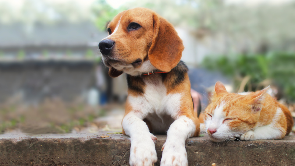 Cat vs Dog