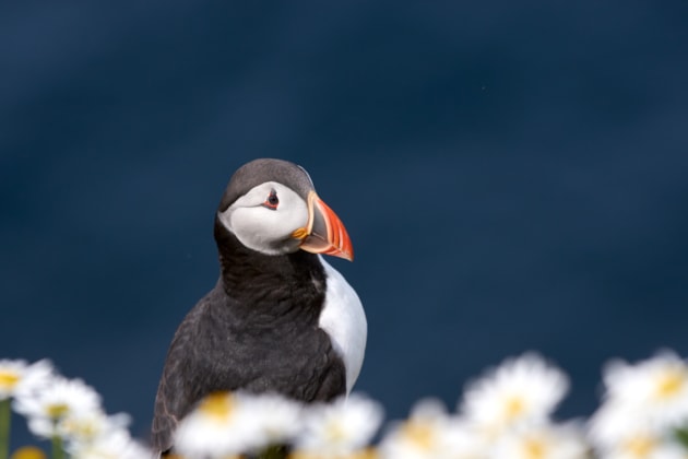 £1.6m funds a resilient future for Scotland’s globally important seabirds: Puffin at Sumburgh Head, Shetland ©Lorne Gill