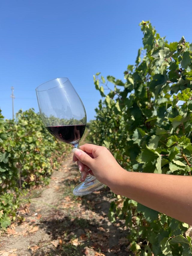 1 vino connect sicilia