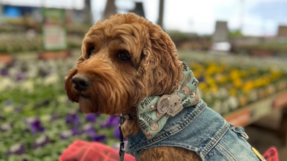 How to create a pet friendly garden with British Garden Centres: Dog in trolley