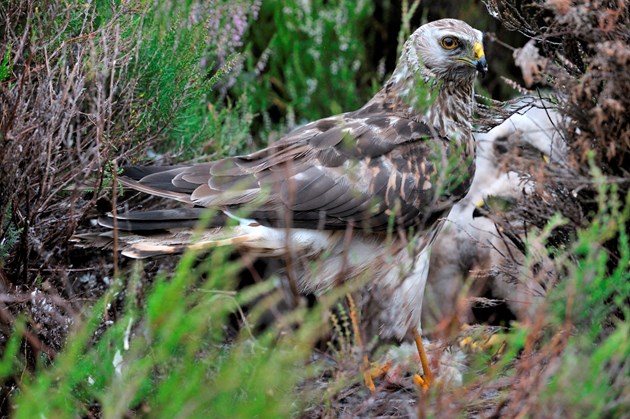 Public asked for sightings of rare hen harriers: Langholm-D7648