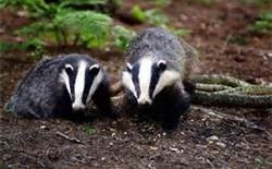 Network Rail to build a new footpath over Robinswood badgers: Badgers