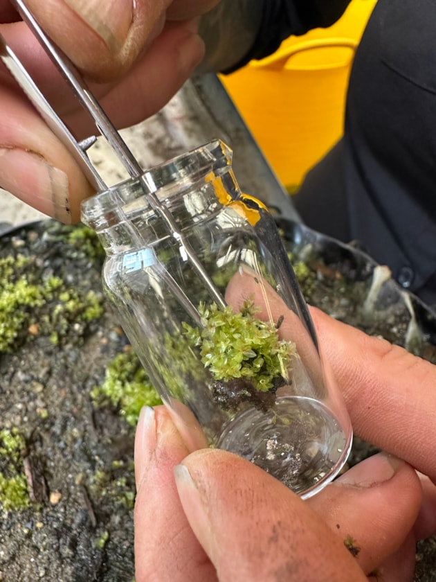 Preparing round-leaved bryum for transport - RBGE