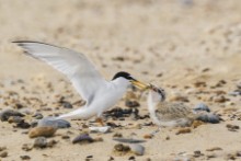 Little tern feeding check on beach Lyn Ibbitson RSPB