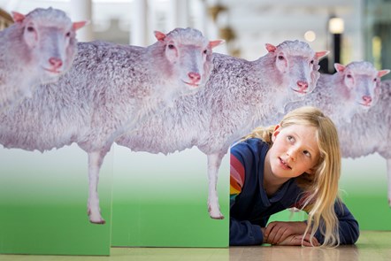 Edinburgh school pupil Connie Blacklaw (8), checks out a Dolly the Sheep-themed trail at the National Museum of Scotland, part of the programme for Maths Week Scotland, which starts today (Monday 25 September)-4 credit Duncan McGlynn