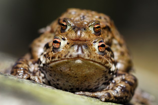 Lanarkshire biodiversity projects share £237k Nature Fund cash: Toads © Lorne Gill SNH