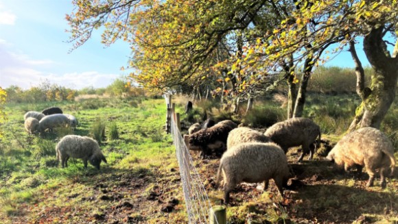 Prestigious Scotland’s Finest Woods Awards ceremony moved to National Tree Week: Pic 1 - Brodoclea - Future Forest Company - Winner of the 2023 Scottish Woodlands Ltd. Trophy for Young People - David Carruth