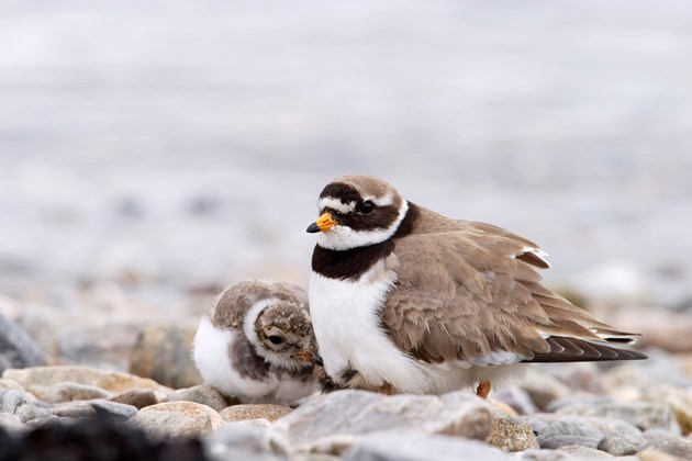 Protecting waders pays off at Tentsmuir: Ringed Plover with young ©David Whitaker/Highland Wildlife Photography (one time use only in conjunction with this news release)