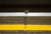 Jon Pitman - Mouse: Jon Pitman - Mouse