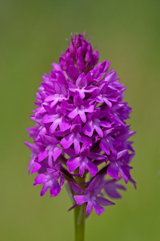 Pyramidal Orchid Translocation July 2020: credit: Keith Warmington Butterfly Conservation Warwickshire